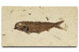 Detailed Fossil Fish (Knightia) - Wyoming #370865-1